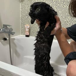 เจ็ดกุมาร